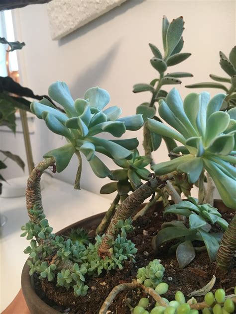 In this video i show you a thornless pad cactus that i have been tree forming for about 20 years. I know it's not how they should look, but after two years ...