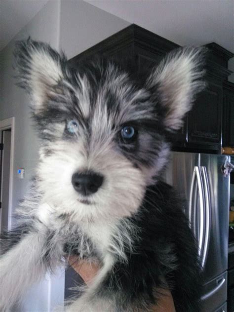Husky And Schnauzer Mix Too Cute For Words To Describe Mixed Breed