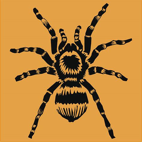 Tarantula Illustrations Royalty Free Vector Graphics And Clip Art Istock