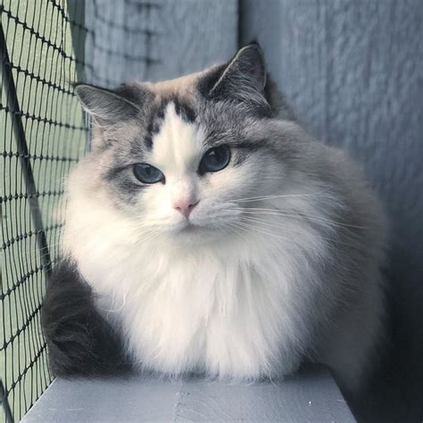 17 Of The Prettiest Ragdoll Cats On The Internet Cuteness