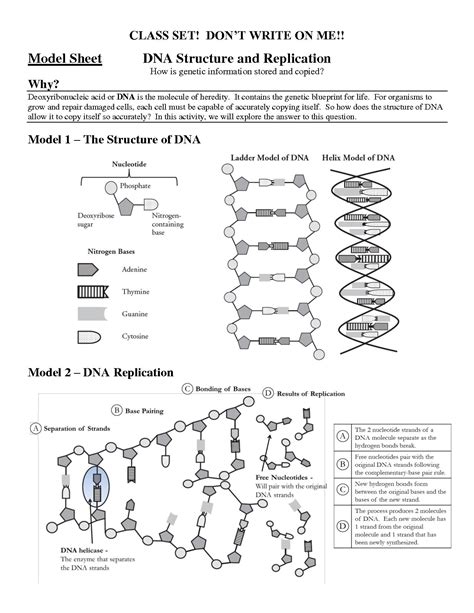 Ib biology notes 2 2 prokaryotic cells. Structure Of Dna and Replication Worksheet Answers ...