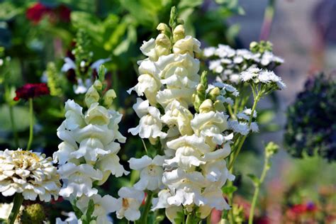 How To Grow Snapdragons Plant Growing Dragon Flowers Snapdragons