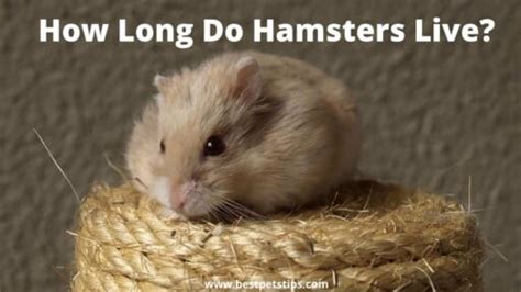 How Long Do Hamsters Live All You Need To Know