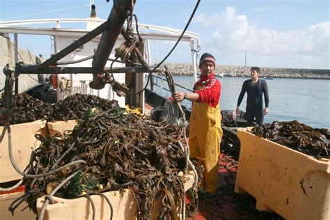 Cinco Países De Altos Ingresos Dominan La Pesca Industrial Según Estudio