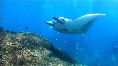 Manta Point Nusa Penida Diving With Manta Rays Youtube