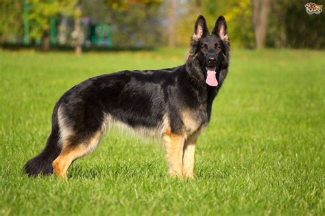 German Shepherd Dog Breed Facts Highlights And Buying Advice Pets4homes