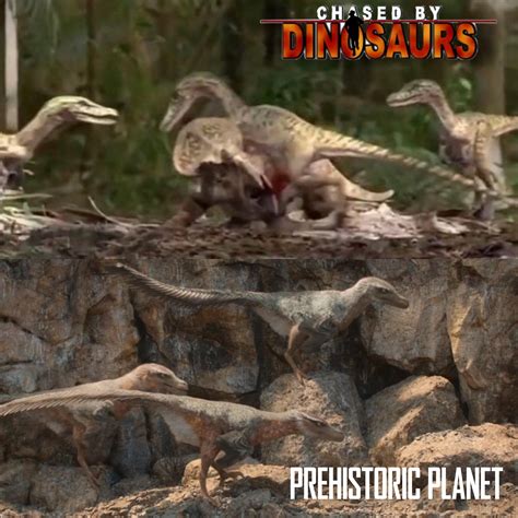 Velociraptor Pack Prehistoric Planet Know Your Meme
