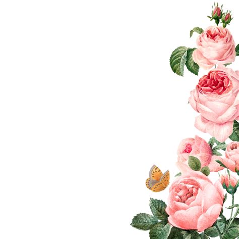 Hand drawn pink roses frame on white background vector - Download Free