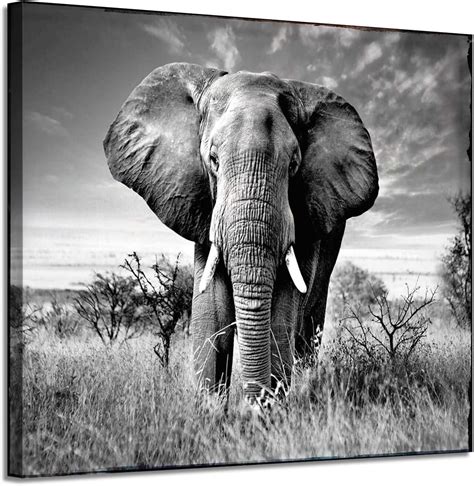 Animal Wall Art Elephant Eating Photography Print Safari Themed Wall