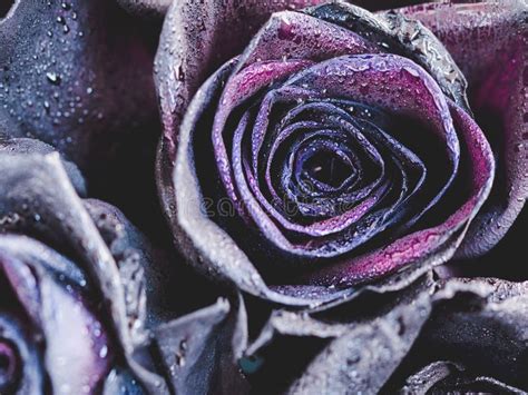 Macro Photography Of Purple Neon Roses Stock Image Image Of