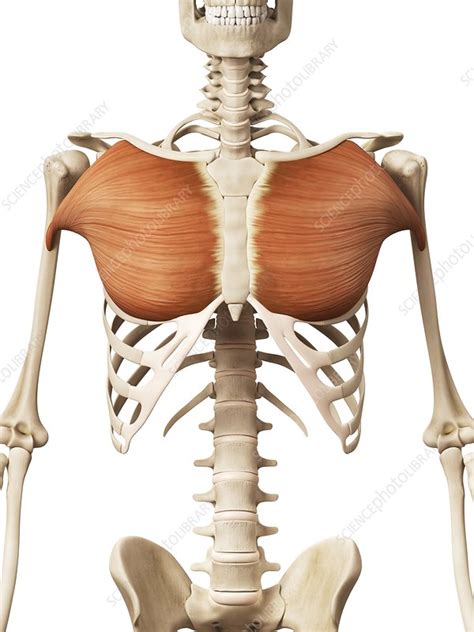7,000+ vectors, stock photos & psd files. Human chest muscles, illustration - Stock Image - F012/7789 - Science Photo Library