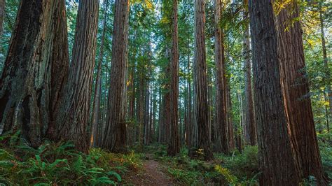 5 Things To Do In The Prairie Creek Redwoods State Park Go To