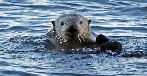 Another Sea Otter Has Been Killed In California Rare