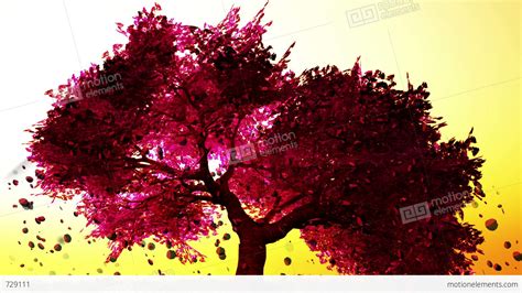 Cherry Blossoms Tree V1 06 Falling Petals Stock Animation 729111