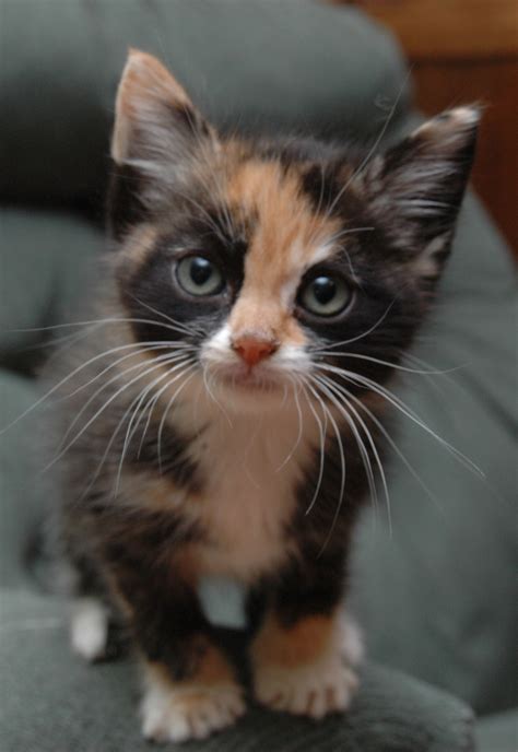 Calico Kitten Kitties Pinterest 5 Years Furniture And Mis You