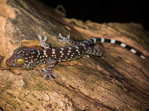 Tokay Geckos As Pets Care Terrarium Set Up Costs Uk Pets