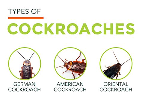 The german cockroach is one of the common types of roaches found in homes, hotels, and restaurants. Cockroach Facts | All About Roaches | Roach Control