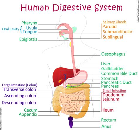 Labelled Diagram Of Human Digestive System - Digestive System for Kids | Human Digestive System | Human Body Facts