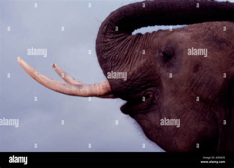 Elephant Tusks Zimbabwe Africa Stock Photo Alamy