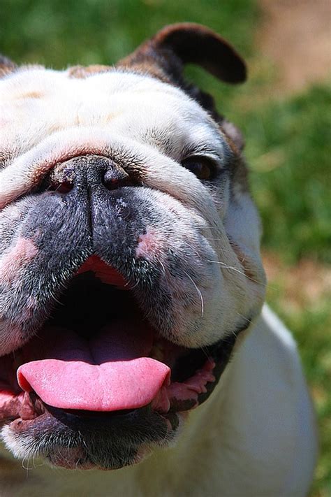 5 Steps For Keeping Your Bulldogs Mouth Healthy And Clean