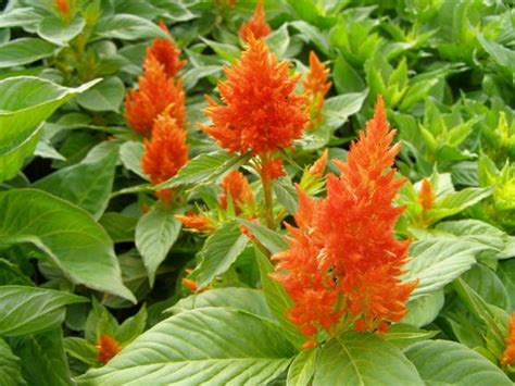 Feather Celosia Our Plants Kaw Valley Greenhouses A52