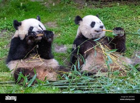 √ Baby Panda Pictures Of Pandas Eating Bamboo 293890 Saesipjosqldd