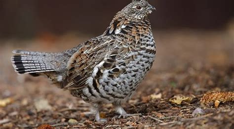 Ruffed Grouse Why Its The State Bird Of Pennsylvania