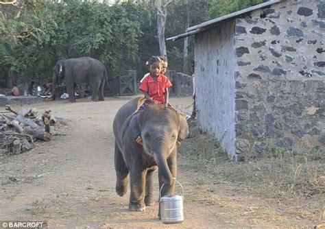 An Amazing Bond Between Orphaned Elephant Calves And Children