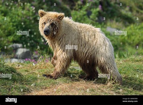 Young Grizzly Bear Standing Ursus Arctos Horribilis Stock Photo Alamy