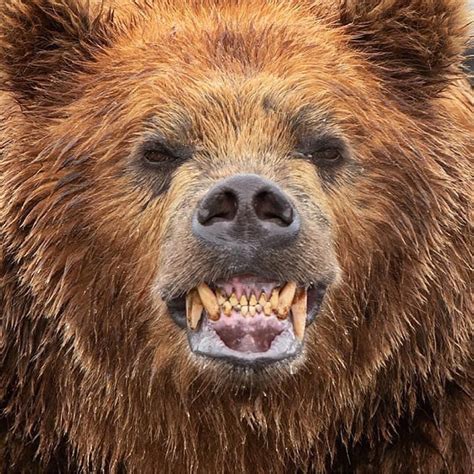 A Brown Bear With Its Mouth Open Showing Teeth