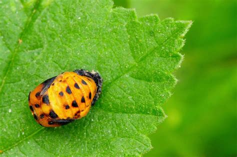 The 4 Stages Of The Ladybug Life Cycle