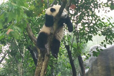 Chengdu Private Full Day Panda Breeding Center And Sanxingdui Museum Tour 2022 Triphobo
