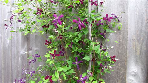 Dave shows you how to cut back summer and fall blooming clematis. Hoosier Gardener: Sweet Summer Love blooms on the vine