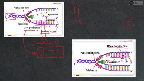 สาวชุดขาว download by mega link : ชีววิทยา เฉลย 9 วิชาสามัญ 59 ข้อ 58 : พันธุศาสตร์ DNA Polymerase - YouTube