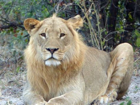 Young Male Lion In Chobe National Park Botswana Stock Image Image Of