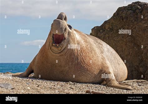 Southern Elephant Seal Mirounga Leonina Stock Photo Alamy
