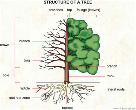 Scientific Blabber Science Tree Of Knowledge