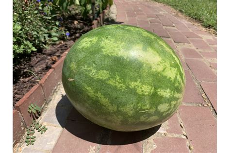 Wonders Of Watermelon