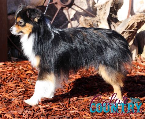 Just My Lucks Black Tri Male Color Country Aussies