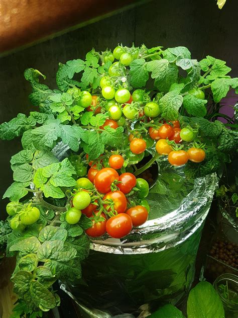Red Robin Cherry Tomato Plant In 5gal Hydroponic Bucket Rindoorgarden