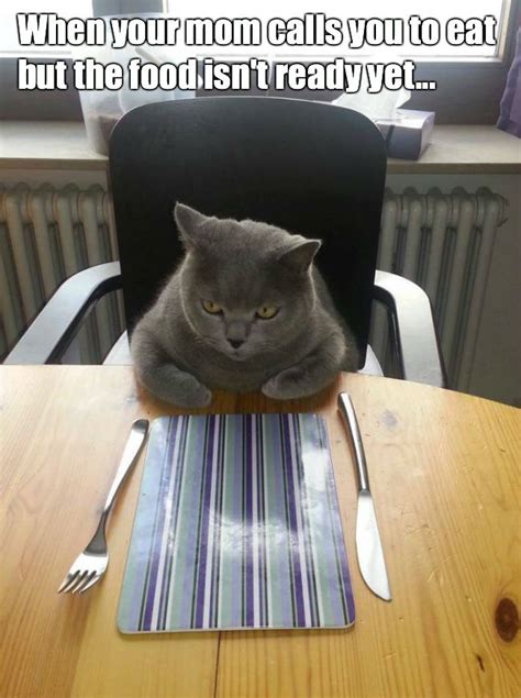 When Your Mom Calls You Cat Meme - Cat Planet | Cat Planet
