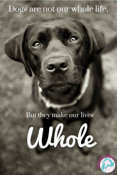 21 Quotes That Will Change The Way You Think About Labradors