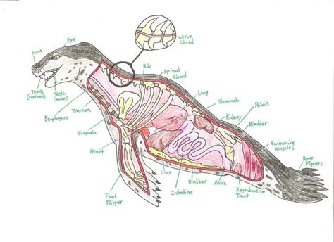 Pin By Alan Morse On Arithma B Leopard Seal Animals Wild Anatomy