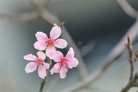 A Beautiful Sakura Tree Flower Seasonal Cherry Blossom Flower Stock