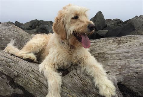 If you are looking for a breeder who can educate you further about the breed and help you find your new family member, you are in the right place. Home - PNW GoldenDoodles : powered by Doodlekit