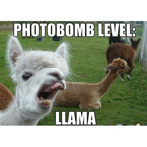 The 9 Funniest Llama Memes Kendrick Llama Llama Del Rey And More Funny Llama Pictures
