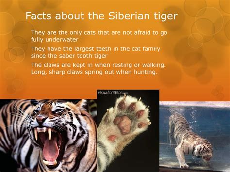 Ppt The Siberian Tiger Powerpoint Presentation Free Download Id