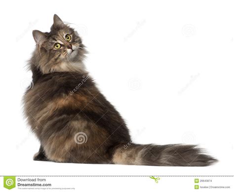 Norwegian Forest Cat 1 And A Half Years Old Stock Images