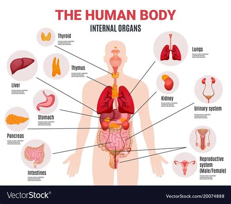Human Body Internal Organs Schema Flat Infographic Poster With Icons