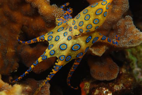 The Blue Ringed Octopus Ferrebeekeeper